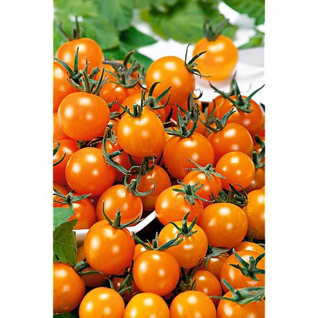 tomate cereja laranja.jpg
